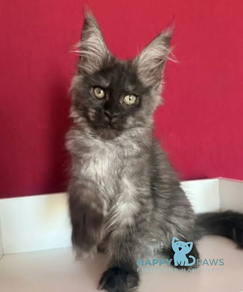 Ella Maine Coon female black smoke live animals