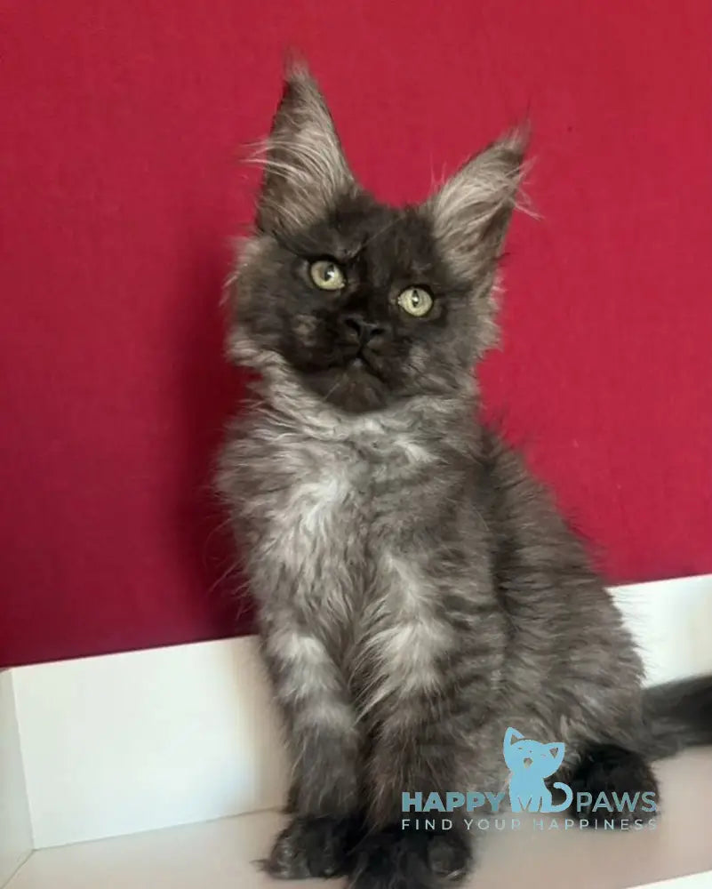 Ella Maine Coon female black smoke live animals