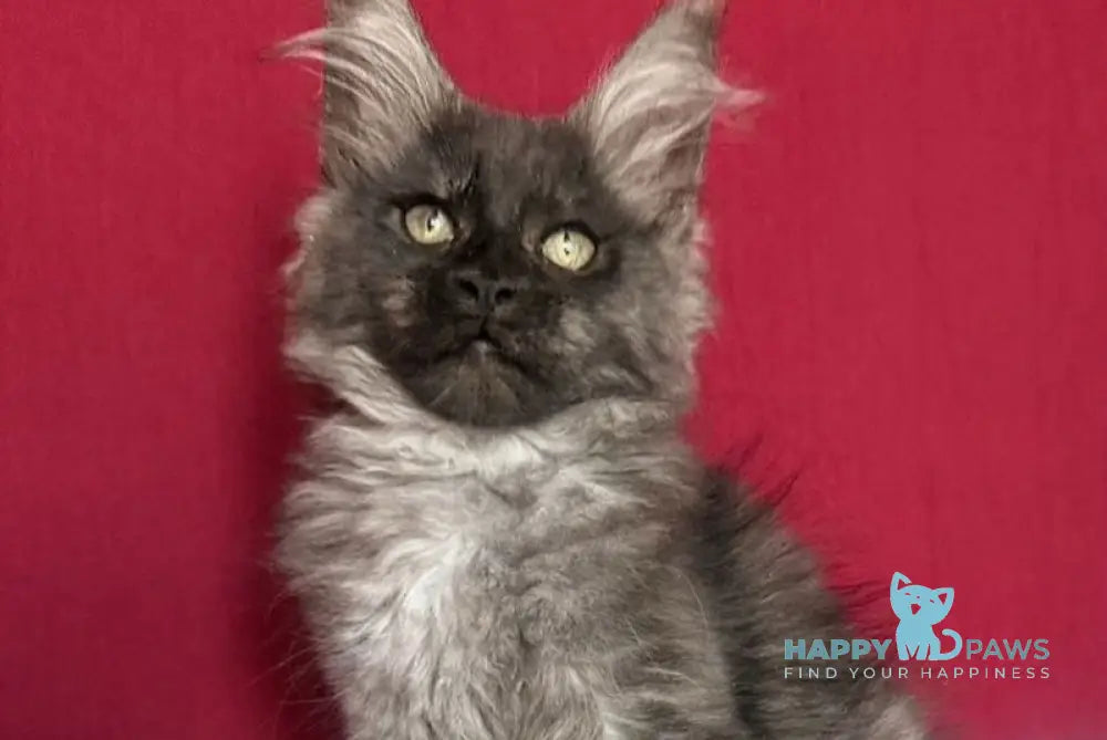 Ella Maine Coon female black smoke live animals