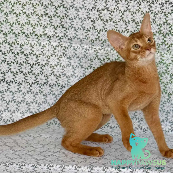 Ellada Abyssinian female sorrel - live animals
