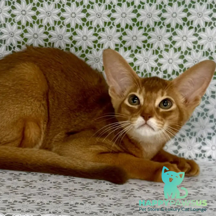 Ellada Abyssinian female sorrel - live animals