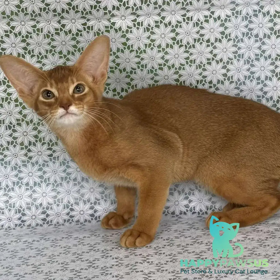 Ellada Abyssinian female sorrel - live animals