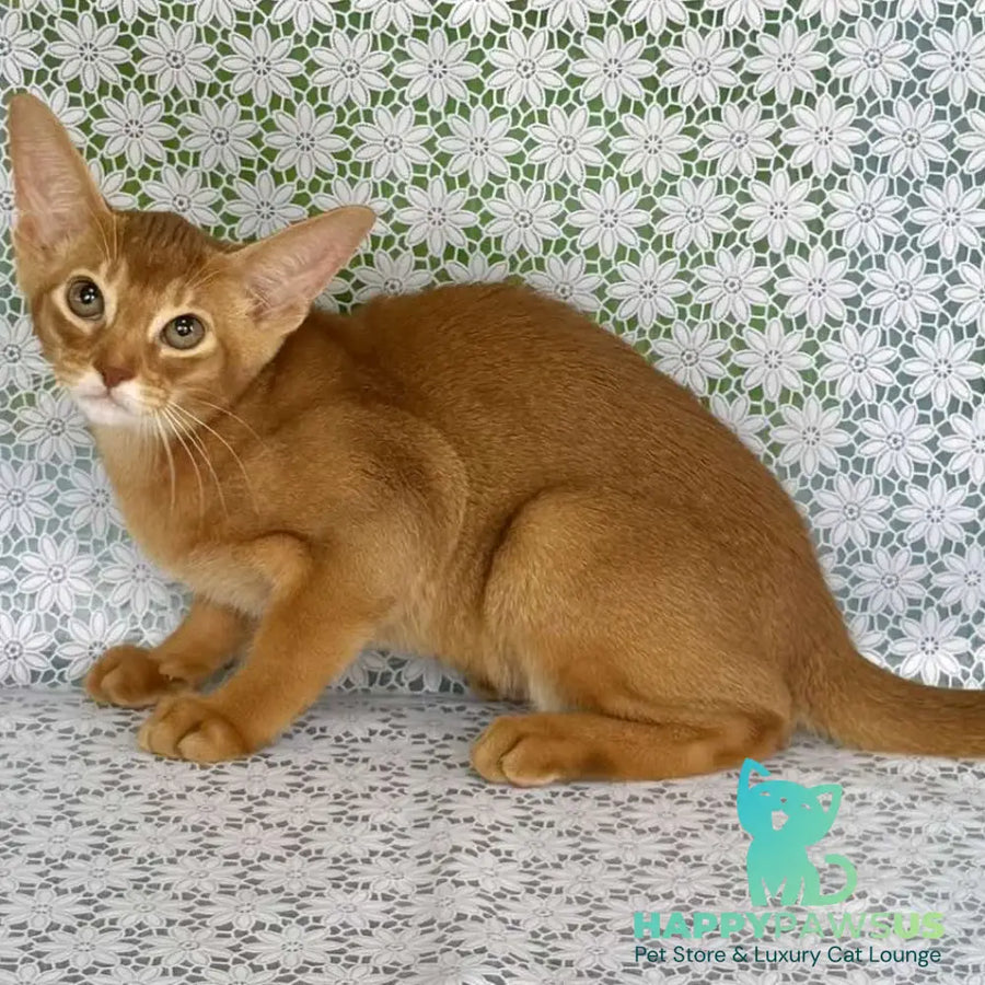 Ellada Abyssinian female sorrel - live animals
