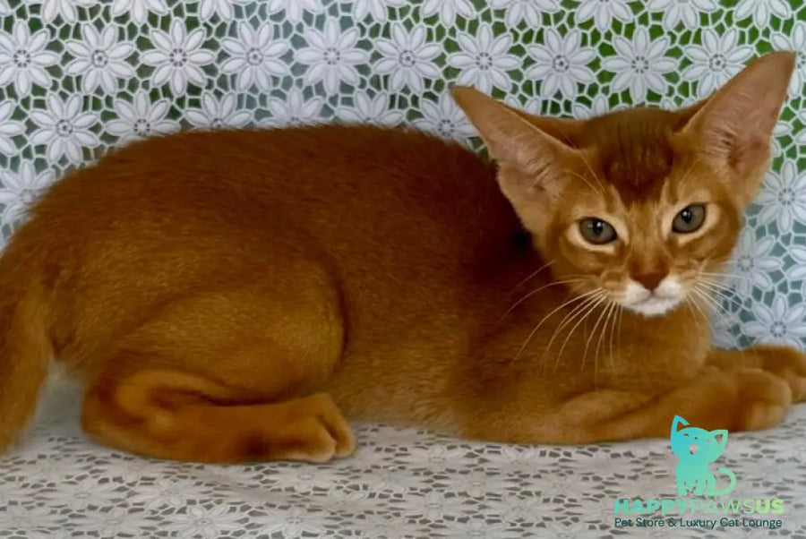 Ellada Abyssinian female sorrel - live animals