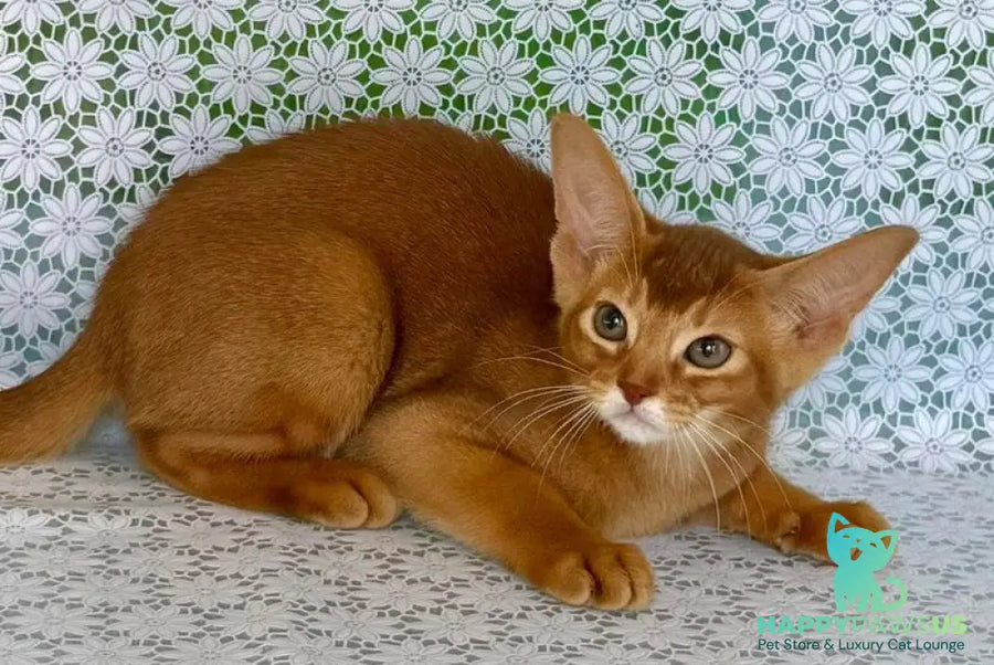 Ellada Abyssinian female sorrel - live animals