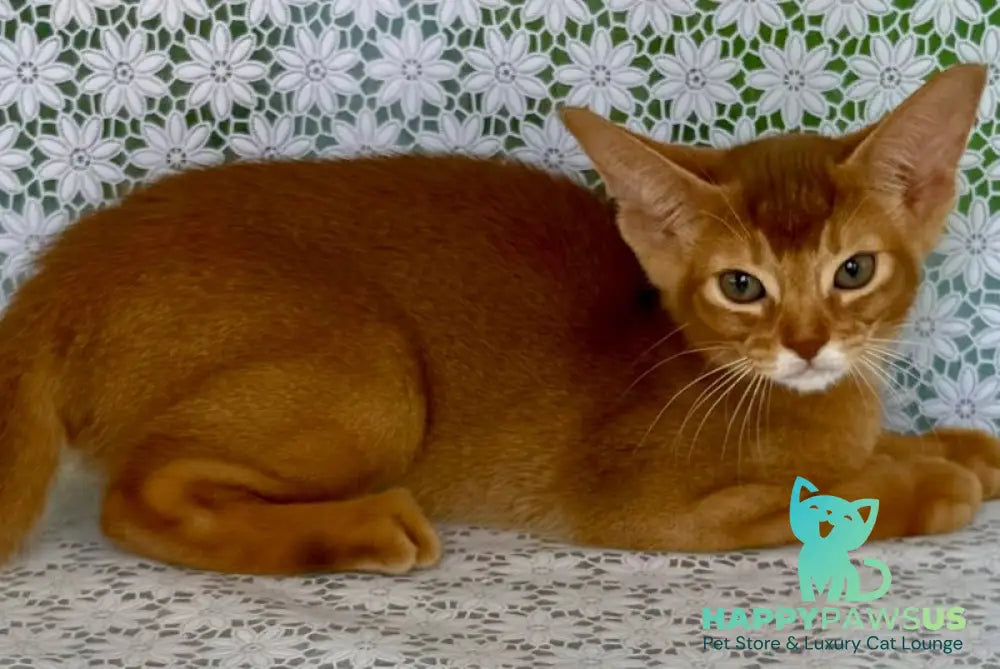 Ellada Abyssinian female sorrel - live animals