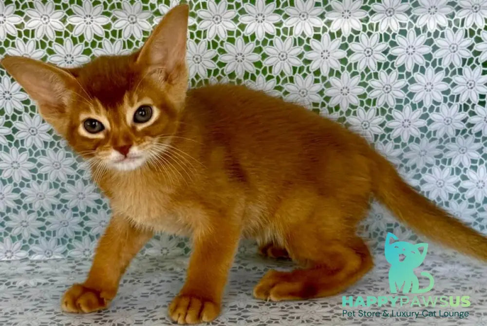 Ellada Abyssinian female sorrel - live animals