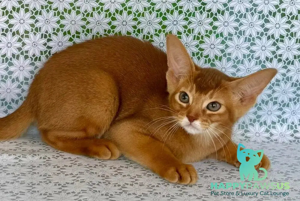 Ellada Abyssinian female sorrel - live animals