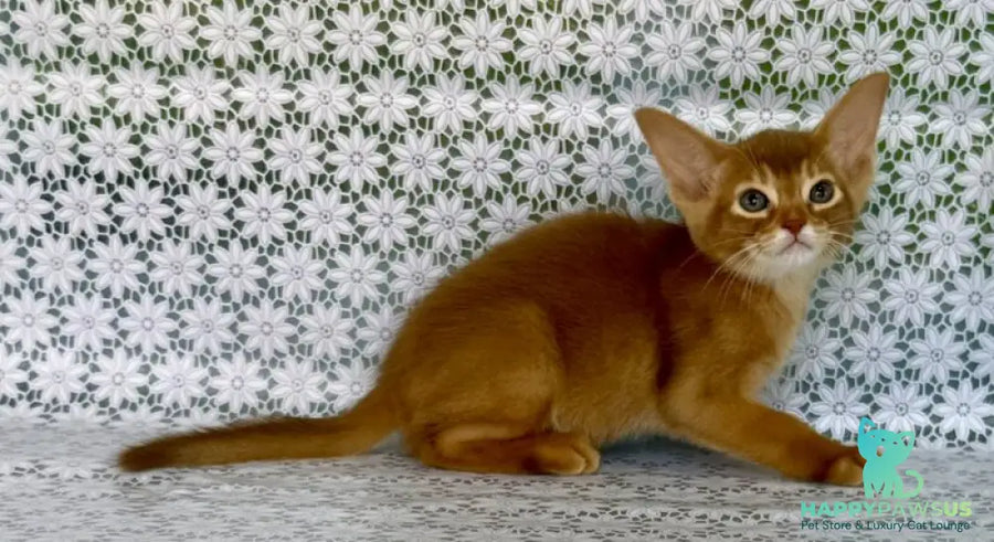 Ellada Abyssinian female sorrel - live animals