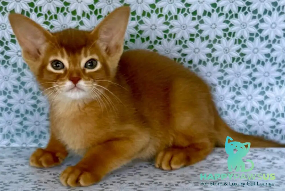 Ellada Abyssinian female sorrel - live animals