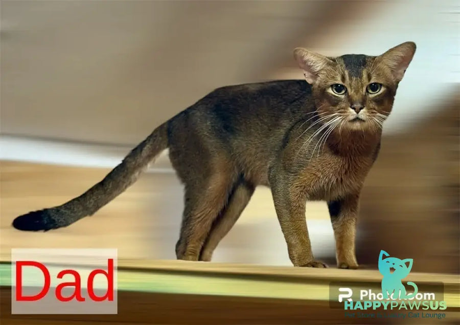 Ellada Abyssinian female sorrel - live animals