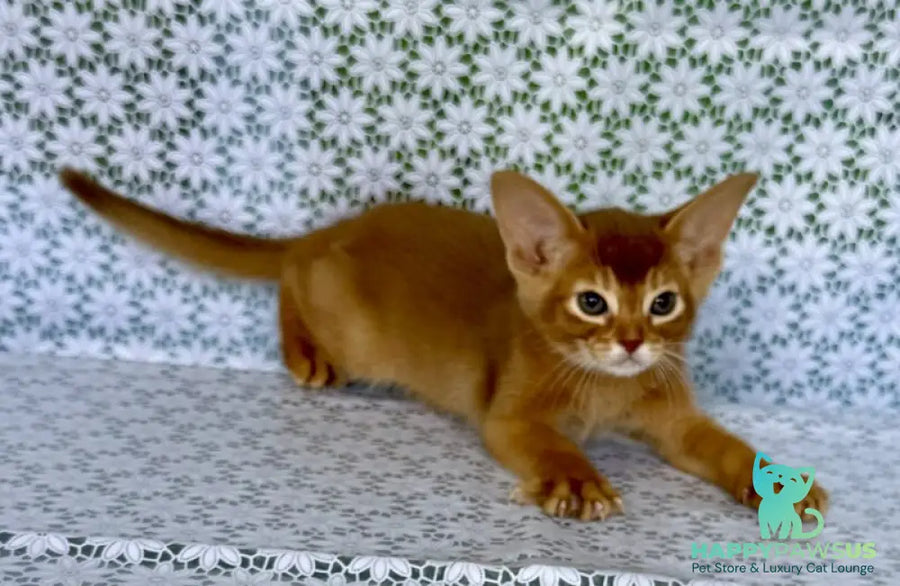 Ellada Abyssinian female sorrel - live animals