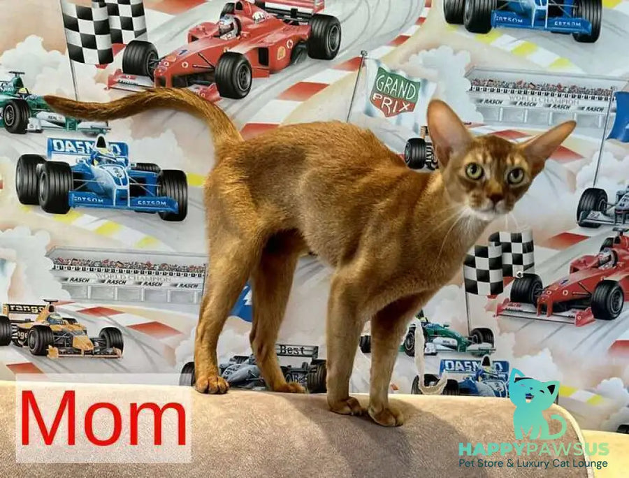 Ellada Abyssinian female sorrel - live animals