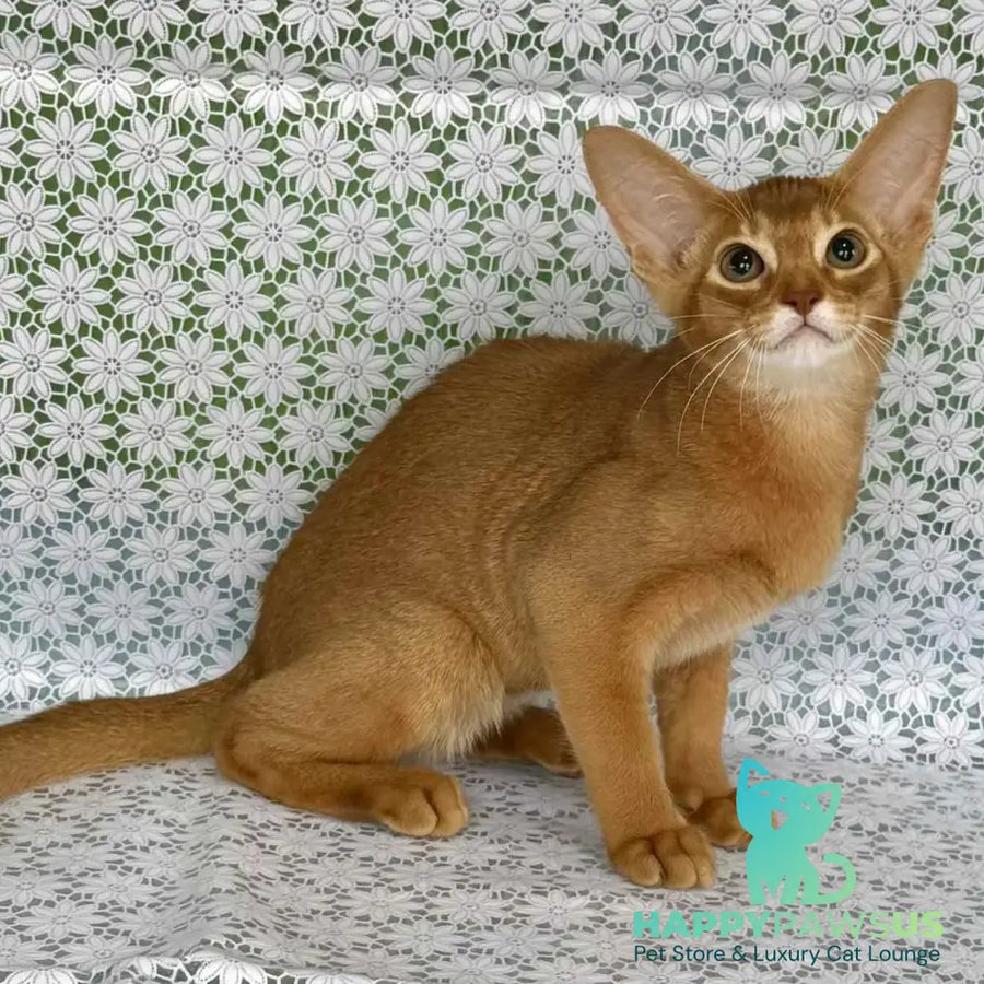 Ellada Abyssinian female sorrel - live animals