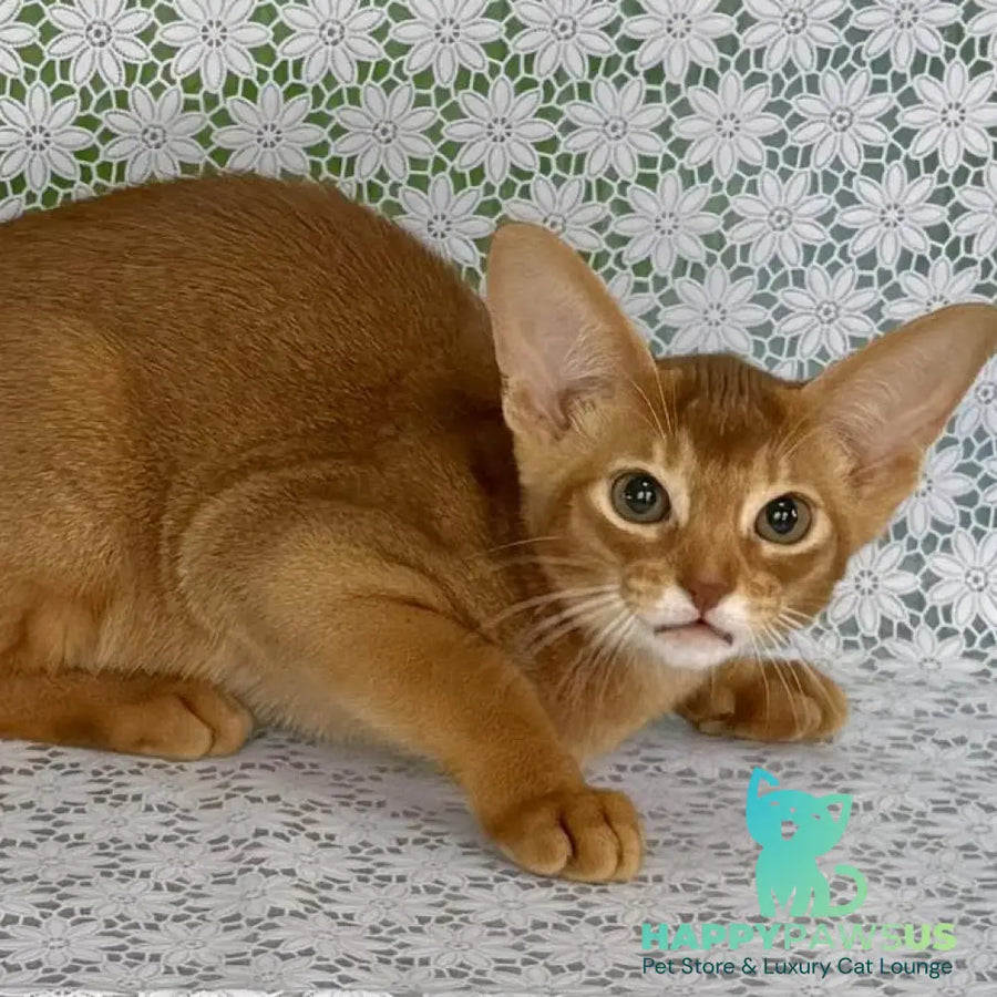 Ellada Abyssinian female sorrel - live animals