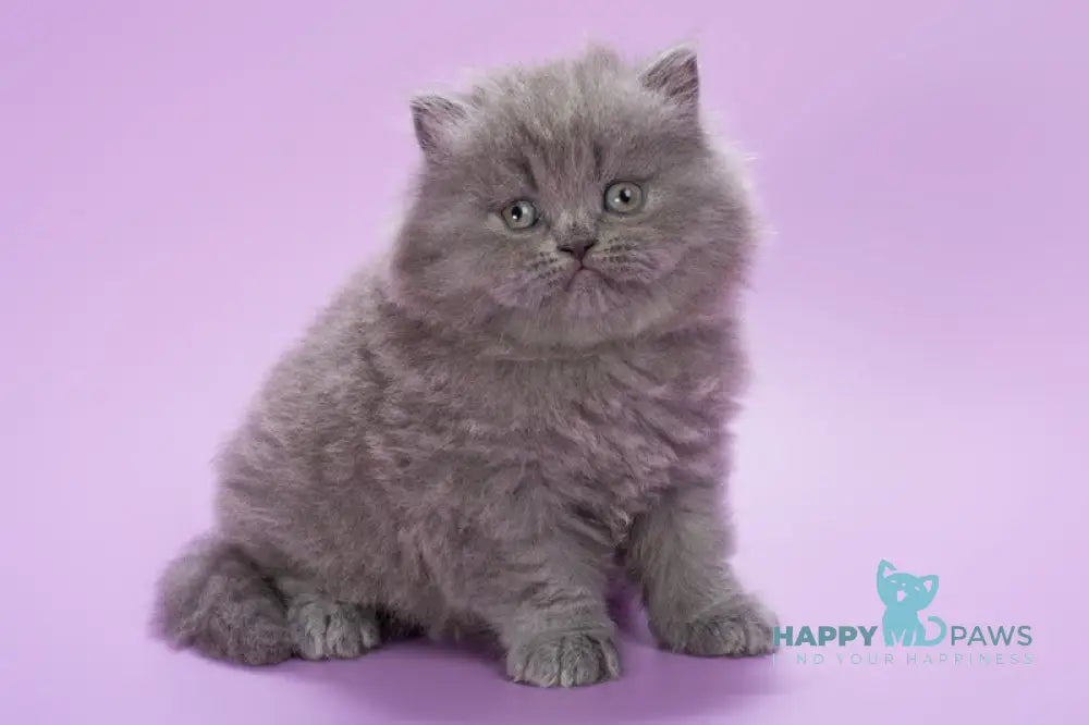 Elli British Longhair female blue live animals