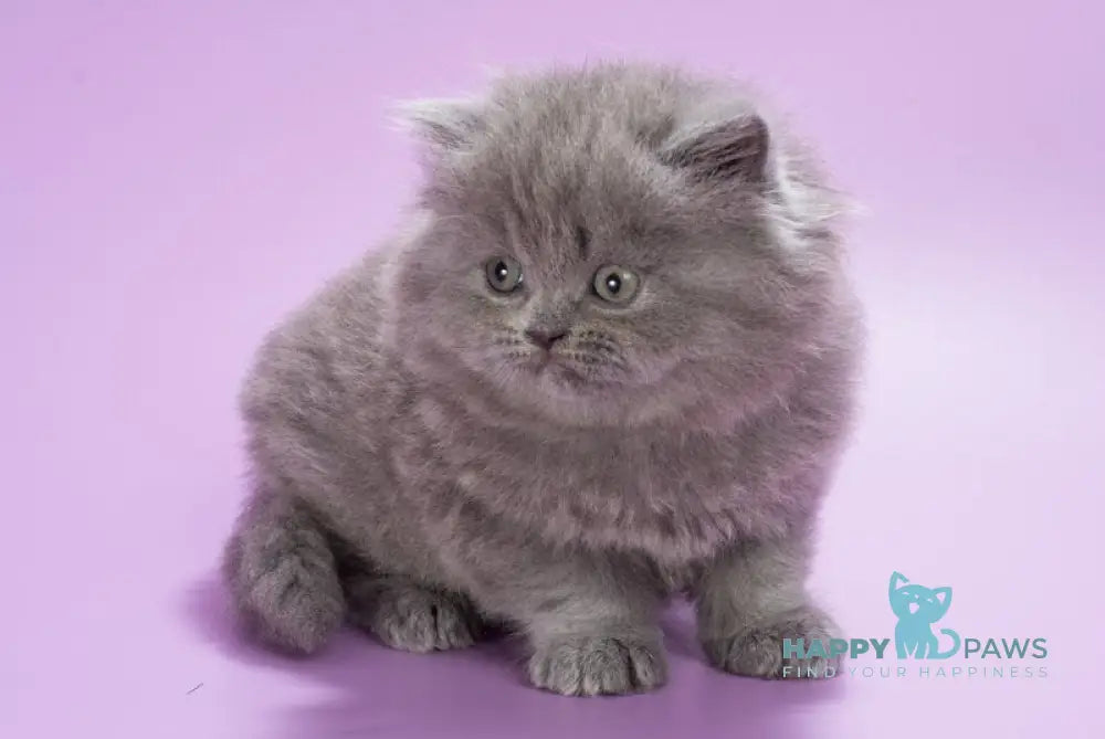 Elli British Longhair female blue live animals