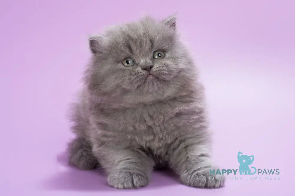 Elli British Longhair female blue live animals