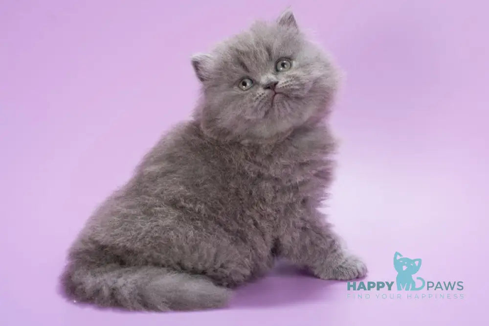 Elli British Longhair female blue live animals