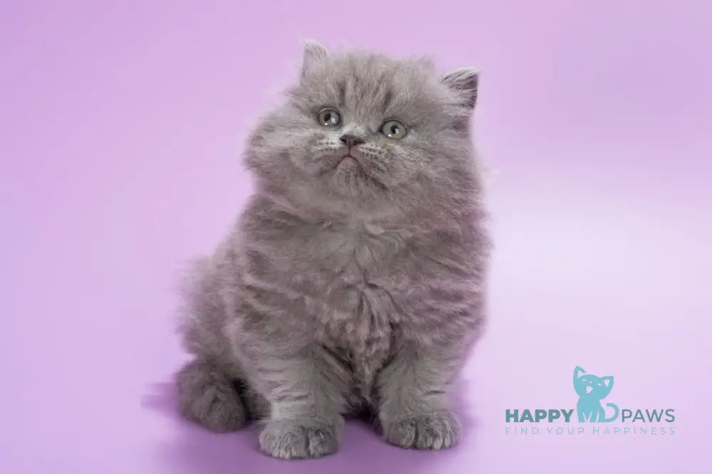 Elli British Longhair female blue live animals