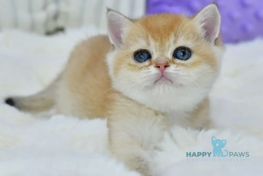 Elli British Shorthair female black golden chinchilla live animals