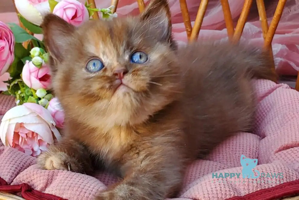 Elli British Shorthair female chocolate tortie live animals