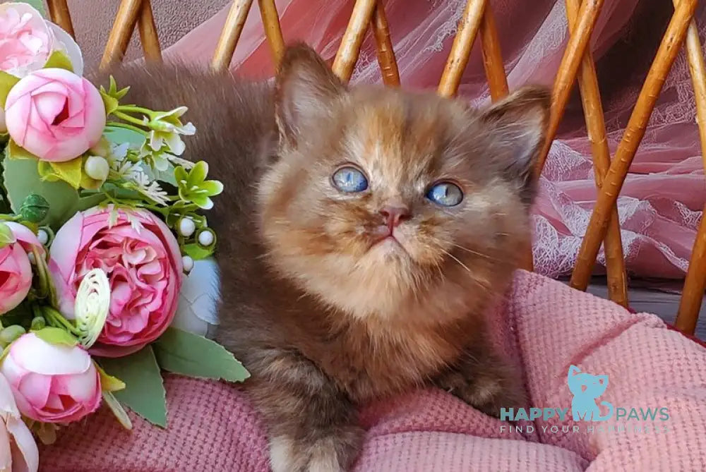 Elli British Shorthair female chocolate tortie live animals