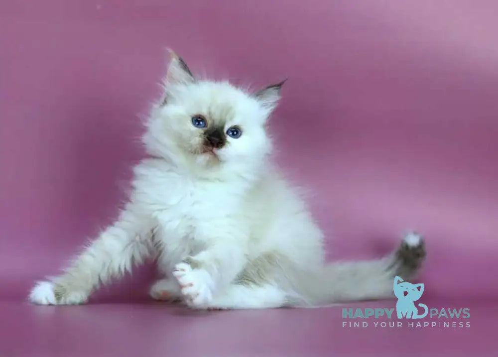 Elli Siberian female black tortie with white pointed - live animals