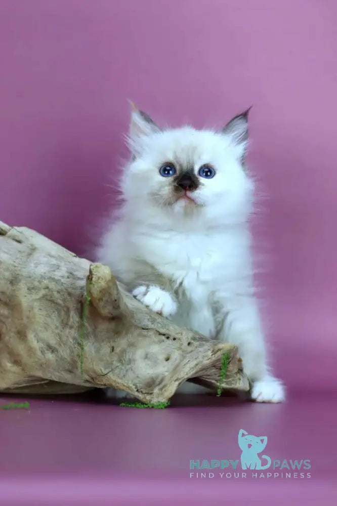 Elli Siberian female black tortie with white pointed - live animals