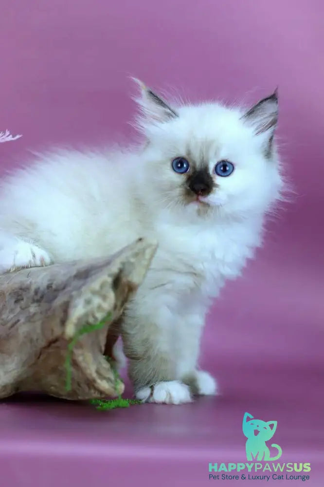 Elli Siberian female black tortie with white pointed - live animals