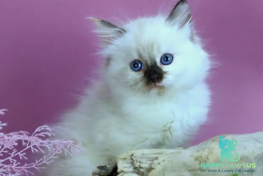 Elli Siberian female black tortie with white pointed - live animals