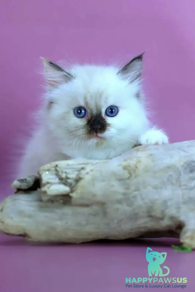 Elli Siberian female black tortie with white pointed - live animals