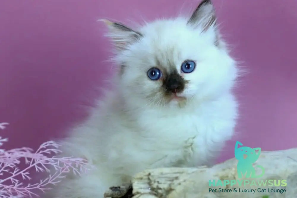 Elli Siberian female black tortie with white pointed - live animals