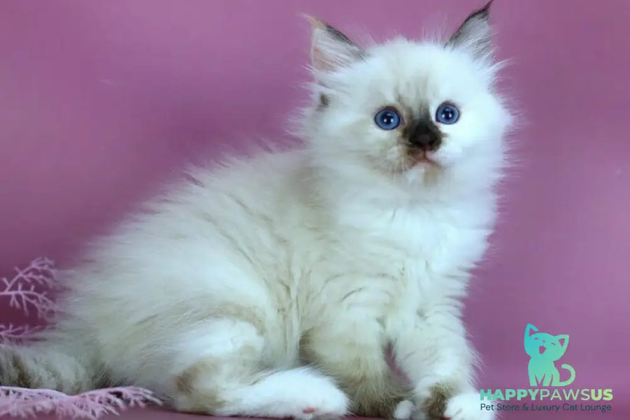 Elli Siberian female black tortie with white pointed - live animals