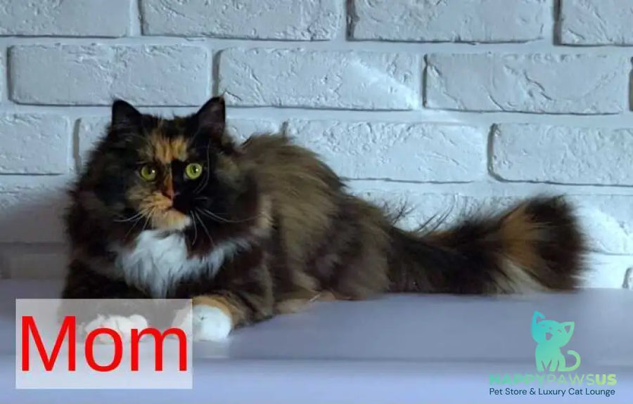 Elli Siberian female black tortie with white pointed - live animals