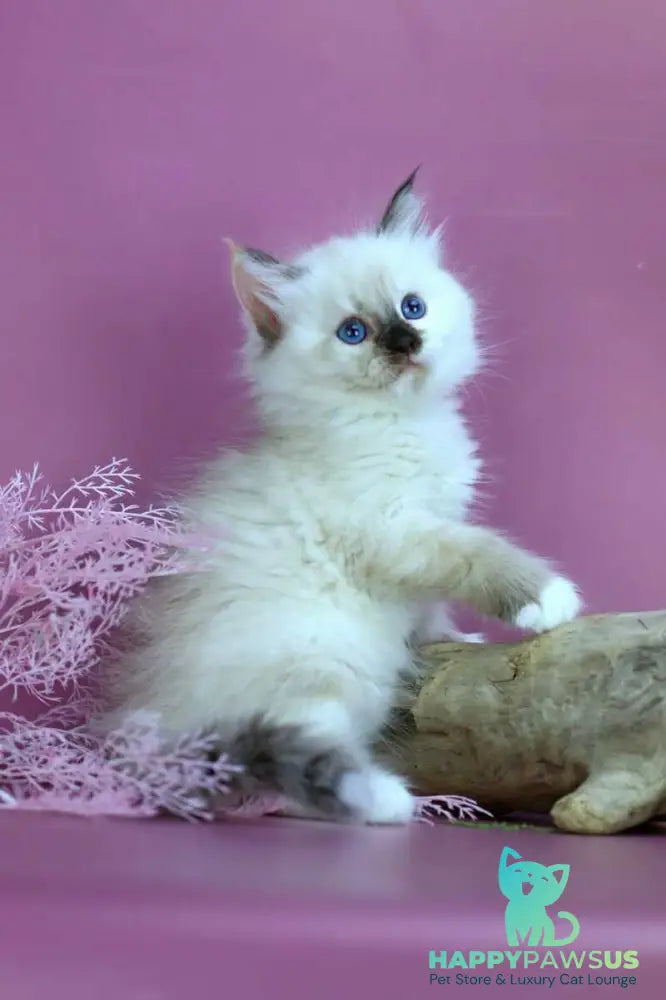 Elli Siberian female black tortie with white pointed - live animals