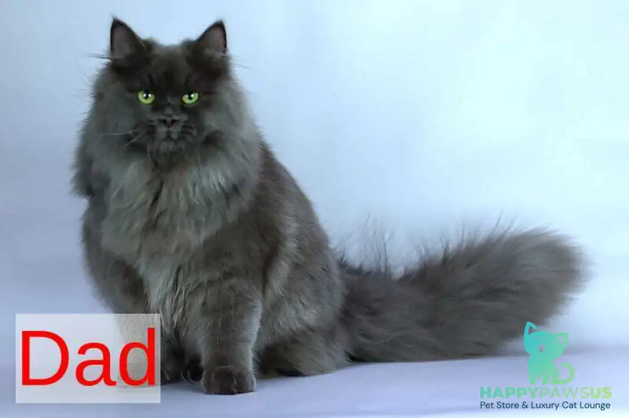 Elli Siberian female black tortie with white pointed - live animals