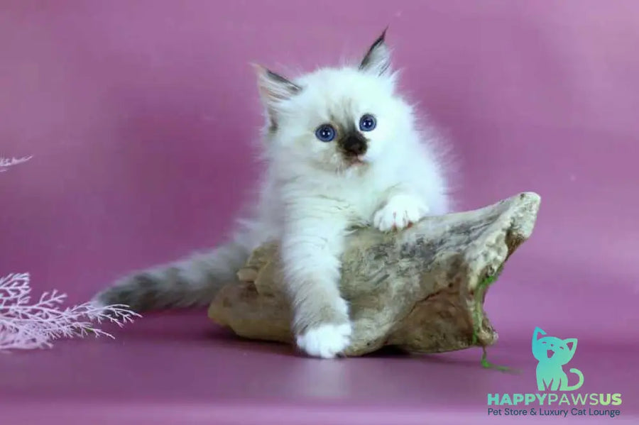 Elli Siberian female black tortie with white pointed - live animals