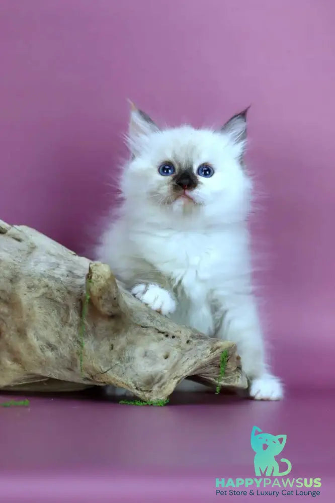 Elli Siberian female black tortie with white pointed - live animals