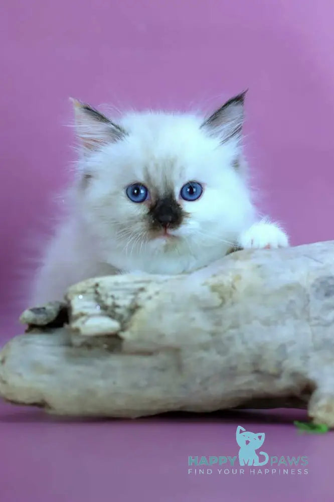 Elli Siberian female black tortie with white pointed - live animals