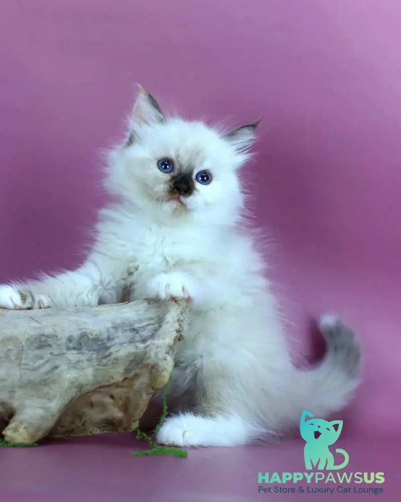 Elli Siberian female black tortie with white pointed - live animals