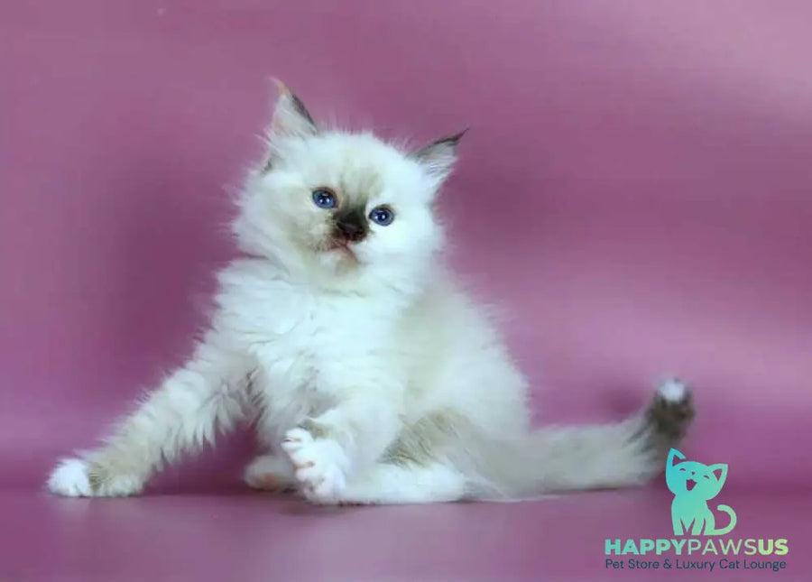 Elli Siberian female black tortie with white pointed - live animals