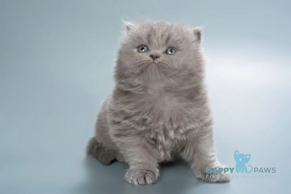 Ellie British Longhair female blue live animals