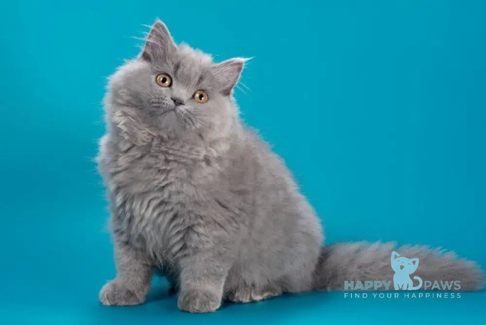 Ellie British Longhair female blue live animals