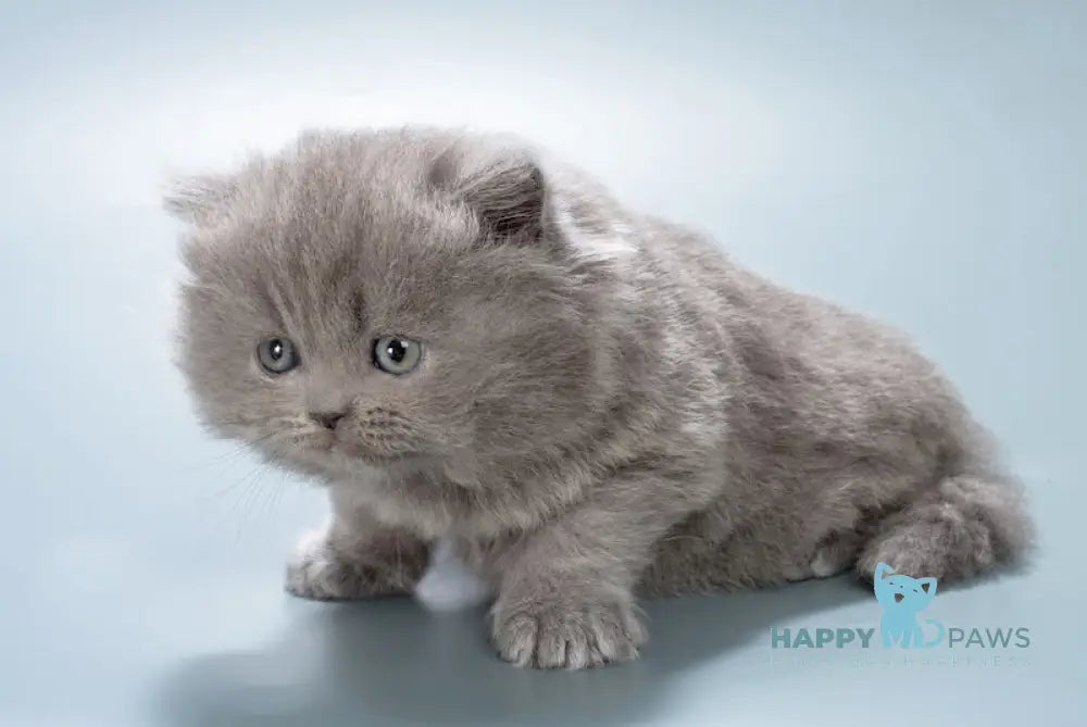 Ellie British Longhair female blue live animals