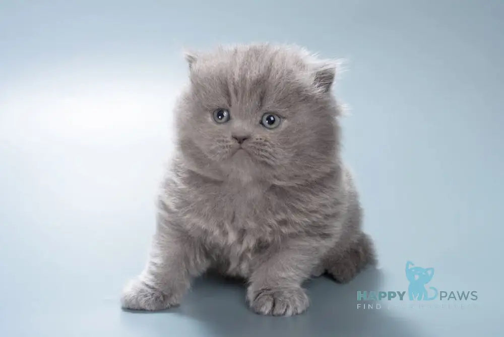 Ellie British Longhair female blue live animals