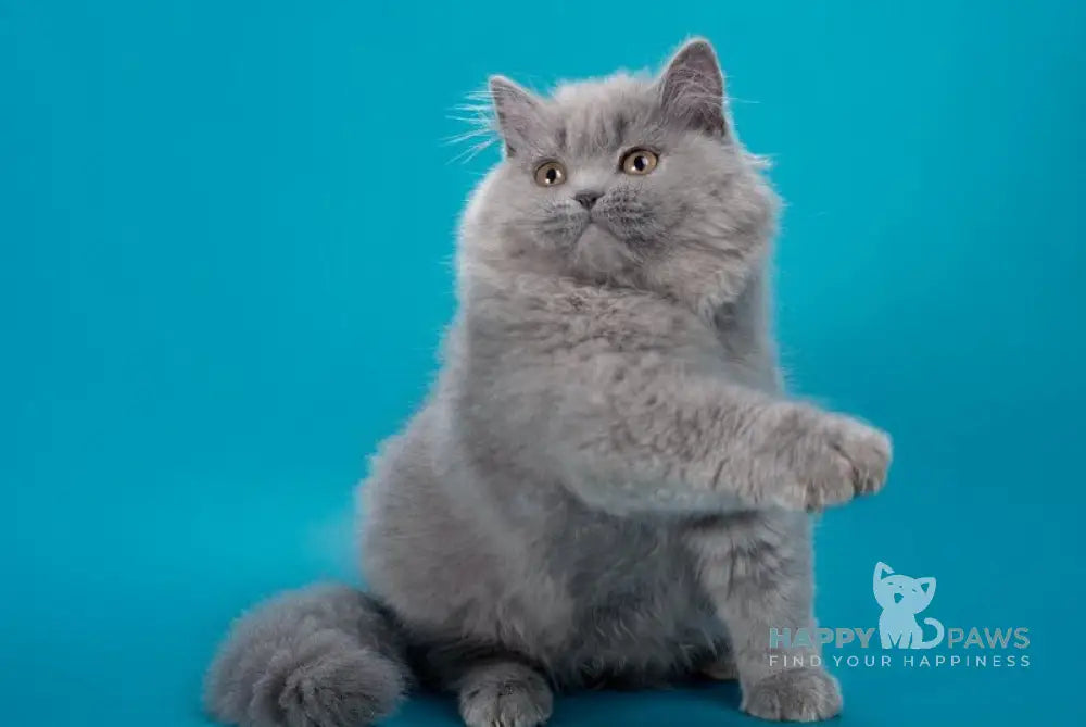 Ellie British Longhair female blue live animals