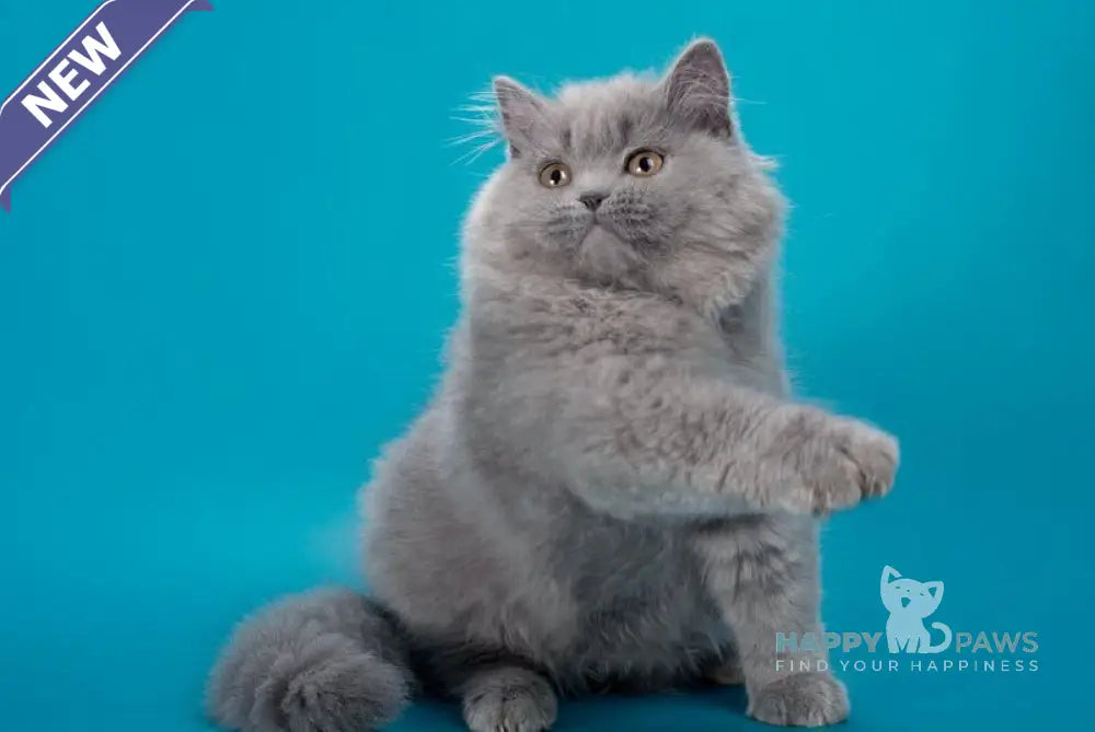 Ellie British Longhair female blue live animals