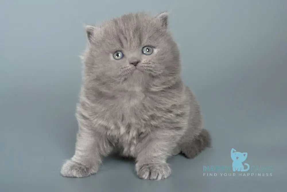 Ellie British Longhair female blue live animals