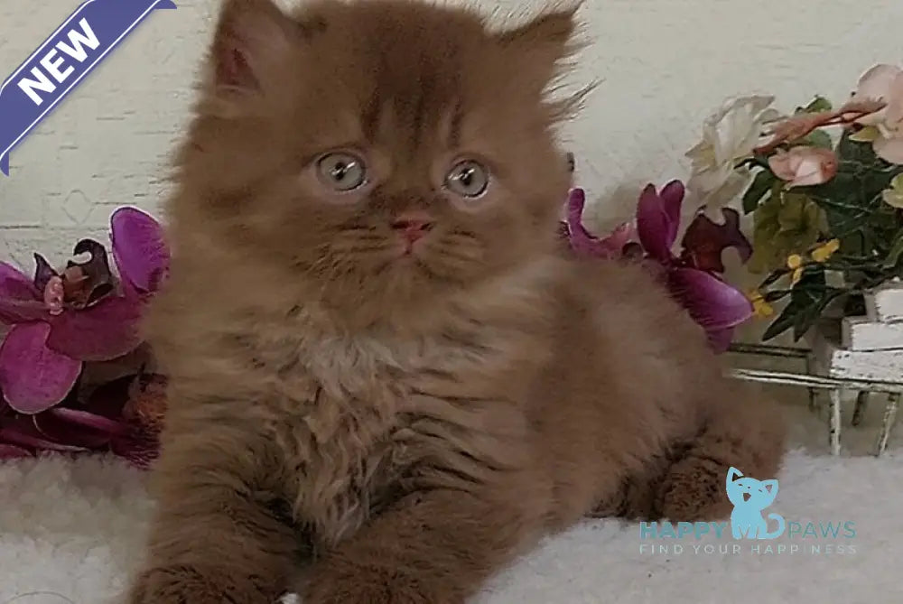 Ellie British Longhair female cinnamon live animals